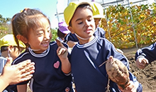 さつまいも掘り